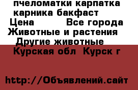 пчеломатки карпатка карника бакфаст F-1 › Цена ­ 800 - Все города Животные и растения » Другие животные   . Курская обл.,Курск г.